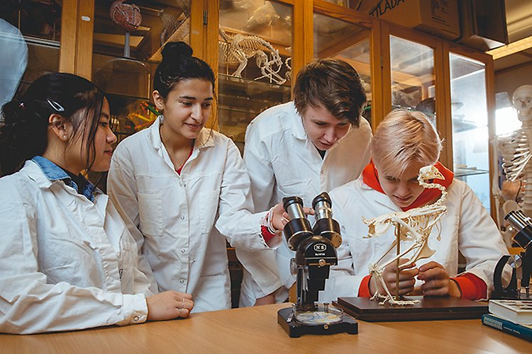 Fyra elever från Naturvetenskapsprogrammet jobbar med ett fågelskelett och ett mikroskop. 